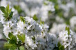 © Станислав  - Blooming white bird cherry. It's springtime.