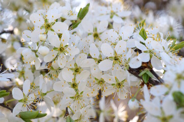 Wall Mural - Blooming white cherry. Flower petals. Beauty is in nature.