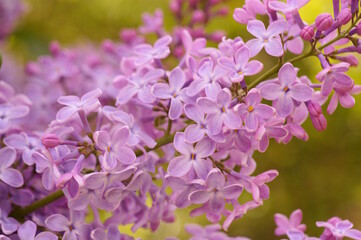 Wall Mural - A blooming branch of lilac. A spring bouquet.