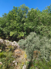 Wall Mural - Trees in the forest