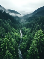 Wall Mural - forest in the mountains