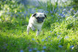 Front view running pug dog in sunny garden 