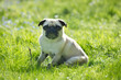 Pug on grass sunny day front view