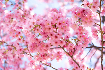 Wall Mural - Closed up background of pink color flower sakura (cherry) blossom