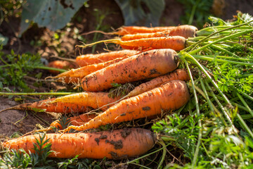 Carrots with tops on the ground. Large juicy unwashed carrots in a field on the ground close-up. Harvest. Organic farming.