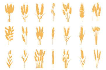 Poster - Wheat ears. Golden grain corns, spikelets. Agriculture plants silhouettes, flat seasonal harvest icons. Farming vector elements