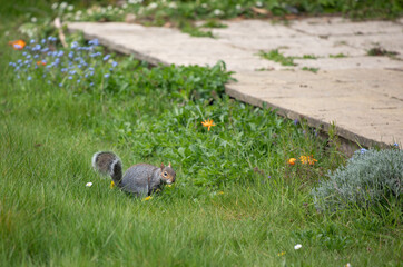 Wall Mural - Squirrel eating nuts in the garden