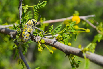 Wall Mural - julodis on a branch, macro animal outdoors wildlife