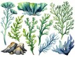 set of seaweed and watercolor hand drawn illustration. isolated on white background.