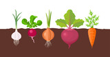 Fototapeta  - Root vegetable garden. Garlic, onion, carrot, beet and radish growing in soil. Vector cartoon flat illustration.
