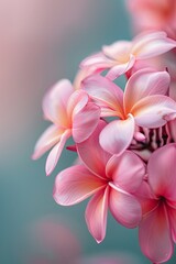 Poster - Plumeria or Frangipani or Temple tree flower. Close up white-pink plumeria flowers