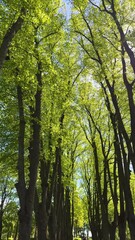 Wall Mural - Green alley of tall trees in spring. Green young leaves against a blue sky in May.