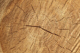 Fototapeta  - Texture of sawn logs with growth rings. Natural background.