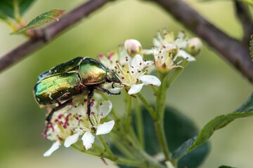 Wall Mural - Green Rose Chafer, in latin Cetonia Aurata