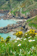 Broom, daisies and wildflower in spring on the cliffs of Icart Point, Spring landcape in Guernsey, Channel islands
