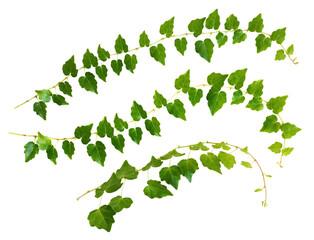 Wall Mural - set of waved ivy twigs with small green leaves isolated on white or transparent background