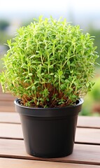 Sticker - Aromatic green potted thyme on white wooden 