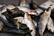 Sardine fresh fish seafood at Ortigia Syracuse sicily fish market Italy