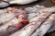 codfish fresh fish seafood at Ortigia Syracuse sicily fish market Italy