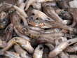 hlorophthalmus agassizi shortnose greeneye fresh fish seafood at Ortigia Syracuse sicily fish market Italy