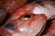 Helicolenus dactylopterus, Blackbelly rosefish fresh fish seafood at Ortigia Syracuse sicily fish market Italy