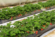 récolte des fraises sous la serre