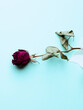 vintage background with dried rose on a blue paper