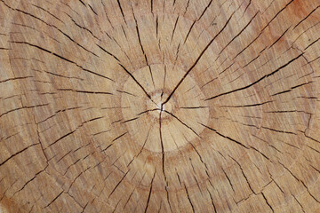 Cut tree trunk top view. Overhead shot of a detailed old log. Copy space on tree log surface, no people. 