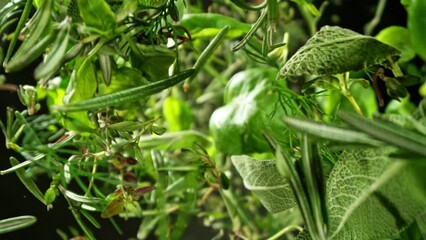 Aufkleber - Super slow motion of rotating fresh herbs on black background. Ultimate perspective and motion. Filmed on high speed cinema camera, 1000 fps. Camera placed on high speed cine bot, following the target