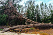 View of broken tree on sea shore. Fallen pine tree. Uprooting of pine stumps on beach near sea. Fallen trees on sand beach after storms and flushing coast. Cutting down trees to improve the landscape.