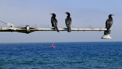 birds in the sea