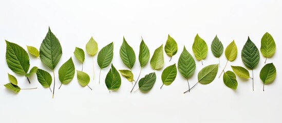 The image features leaves beautifully arranged within the frame against a clean white background offering ample copy space