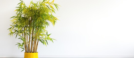 Poster - a yellow bamboo tree stands alone on a white background leaving ample room for a copy space image