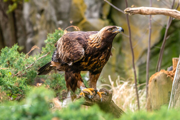 Wall Mural - Golden Eagle