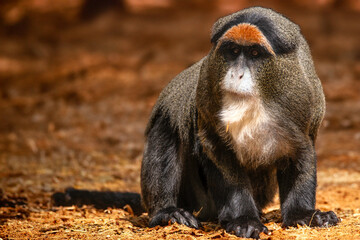 Wall Mural - De Brazza's Monkey