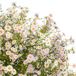 Small bouquet of wildflowers daisies chamomile isolated on white background