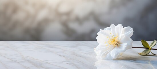 Wall Mural - A white cotton flower is placed on a marble table creating a background for a copy space image