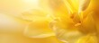 Yellow Cattleya orchid petals create a blurred abstract background in the image with ample copy space