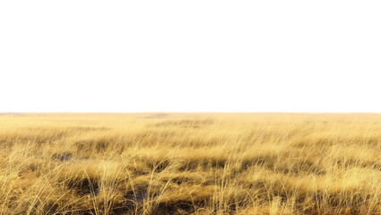 cutout dried grass meadows savanna field isolated on transparent background