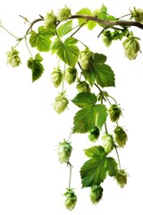 A branch of hops with green leaves. Suitable for beer brewing industry