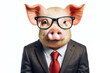 Portrait of a pig dressed in a formal business suit and glasses isolated on a white background
