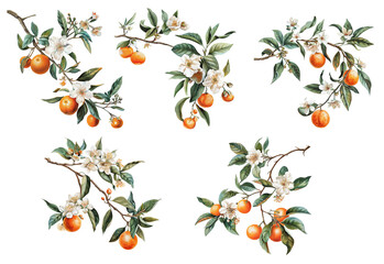 Wall Mural - Watercolor set of citrus fruits and  flowers isolated on transparent background.