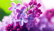 Purple lilac flowers with a soft focus. The petals and buds are detailed, showing delicate textures and dew drops
