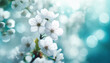 White cherry blossoms against a soft, light blue background. The flowers are in full bloom
