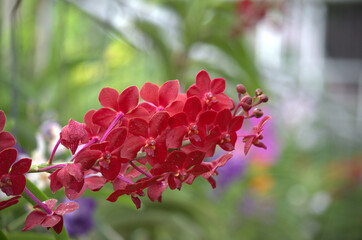 beautiful and colorful red / pink orchid flower (family orchidaceae), thailand