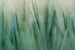Close up of barley awns in the green field, abstract