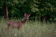 Young deer at the edge of the forest in the evening 