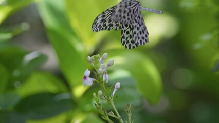 Aufkleber - Slow motion shot of black and white big tropical butterfly feeding on flower and fly away. Rain forest in Bali, Indonesia 