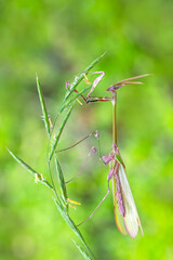 Close up of pair of Beautiful European mantis ( Mantis religiosa )