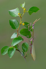 Close up of pair of Beautiful European mantis ( Mantis religiosa )